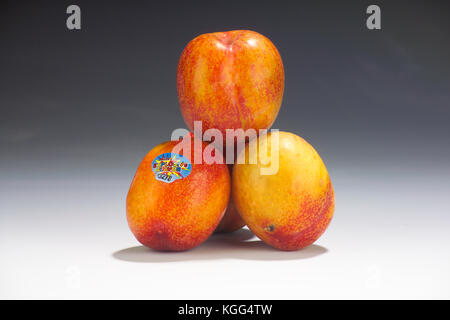 EXPLOSIVE GESCHMACK PLUOTS IM STUDIO Stockfoto