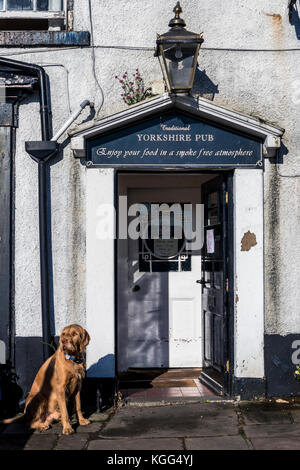 Der ungarische Wirehaired Vizsla-Hund wartet geduldig vor der Tür eines traditionellen Yorkshire-Pubs in Reeth, England Stockfoto