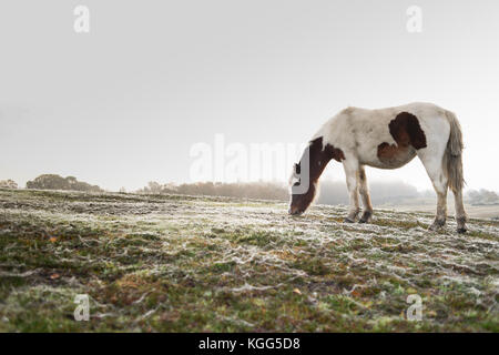 Eine einzelne braune und weiße Pferde grasen in den frühen Morgen an einem nebligen Tag Tau Spinnweben für das Gras. Stockfoto