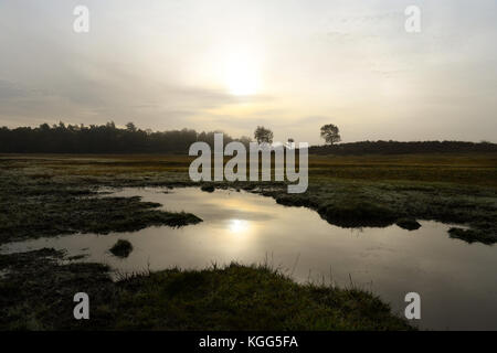 Ein naß Kanada gemeinsame West Wellow am Rande des New Forest Hampshire auf einem Nebelhaften nebeliger Morgen. Stockfoto