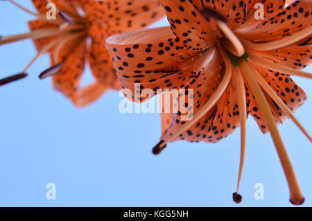 Schöne Lilien blühen im Garten auf und blauer Himmel, Ansicht von unten. Stockfoto