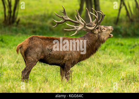 Herbst rot Hirschbrunft. Bildsequenz, die Szenen um männlichen Hirsch und Frau Hind ist mit Jungen in Ruhe und kämpfte während der jährlichen Herbst Furche. Stockfoto