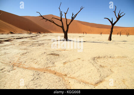 Tote Bäume in deadvlei, Sossusvlei, namib nauflutf Nationalpark, Namib, Namibia. Stockfoto