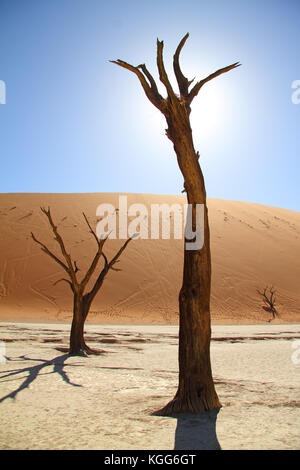 Tote Bäume Hintergrundbeleuchtung in deadvlei, Sossusvlei, namib nauflutf Nationalpark, Namib, Namibia. Stockfoto