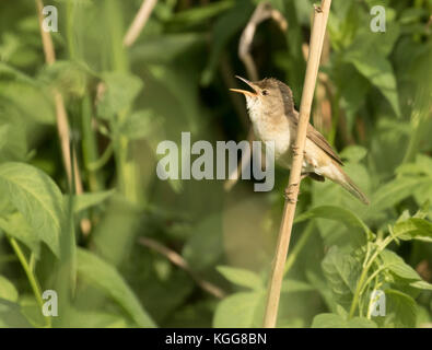 Teichrohrsänger, bewahrt sein Reed Stockfoto