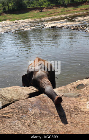 Pinnawala zentrale Provinz Sri Lanka Pinnawala Elephant Orphanage Elefanten Baden in Ma Oya Fluss Stockfoto