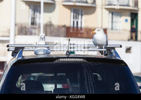 Zwei Möwen sitzen auf einem geparkten Auto in Hastings, East Sussex Stockfoto