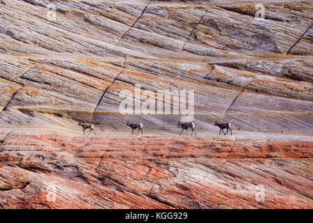 Vier Bighornschafe ram entlang eine Klippe. checkerboard Mesa, Zion National Park, Utah. Stockfoto