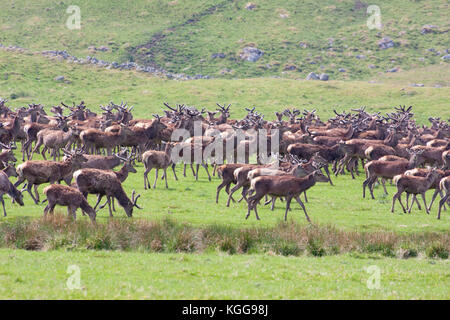 Rotwild, Cervus elaphus, Herde von Männchen und Weibchen auf Grünland. Findhorn Valley, Schottland, Großbritannien. Stockfoto