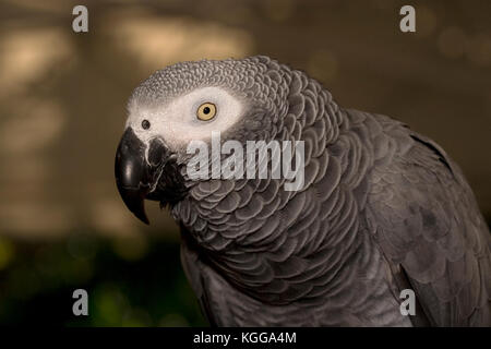 Graupapagei Psittacus erithacus, Stockfoto