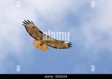 Red tailed hawk Stockfoto