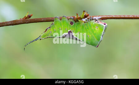 Großer Gabelschwanz / Puss Moth larva / Cerura vinula EINE Nahaufnahme der grünen Raupe / Puss-Mottenraupe Cerura vinula mit roter Antenne Stockfoto