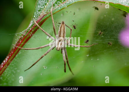 Erwachsene Frau Baumschule Web spider, Pisaura mirabilis, sitzen auf dem Web zum Schutz ihrer winzigen Spiderlings verwendet Stockfoto