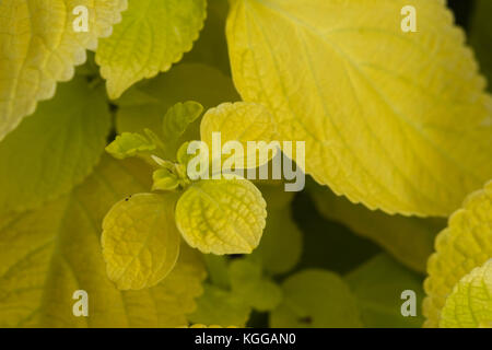 Plectranthus scutellarioides, Zitrone Dash, kompakte niedrig wachsende Sorte mit Golden Green breiten Blättern. Stockfoto