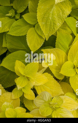 Plectranthus scutellarioides, Zitrone Dash, kompakte niedrig wachsende Sorte mit Golden Green breiten Blättern. Stockfoto