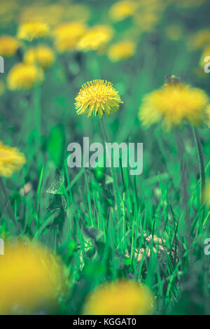 Löwenzahn (Taraxacum officinale) Blumen in einem Feld mit einem zentriert Blume im Fokus Stockfoto
