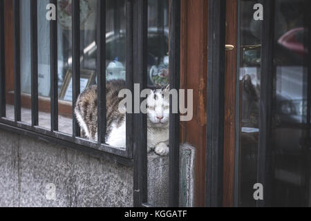 Nach weißen und grauen Hauskatze (Felis silvestris catus) Verlegung in zwischen Schaufenster und Bars, herauszufinden, wie der Fotograf zu essen Stockfoto