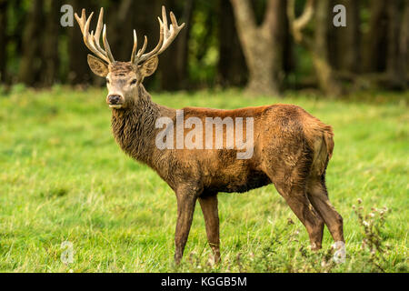 Herbst rot Hirschbrunft. Bildsequenz, die Szenen um männlichen Hirsch und Frau Hind ist mit Jungen in Ruhe und kämpfte während der jährlichen Herbst Furche. Stockfoto