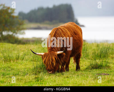 Schottische Hochlandrinder weiden in einem Feld und Weide auf der Isle of Mull, Schottland Stockfoto