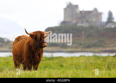 Schottische Hochlandrinder weiden in einem Feld und Weide auf der Isle of Mull, Schottland Stockfoto