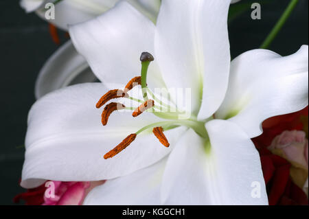 Schwarz Stigmatisierung und orangefarbenen staubgefäßen am Ende der Filamente auf einem weißen lillium. Stockfoto