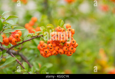 Zweig der holzbär Strauch close-up mit Reifen orangen Beeren im herbstlichen Garten Stockfoto