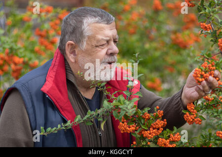 Outdoor Portrait von bärtigen älteren Mann bewundern holzbär Strauch mit orangefarbenen Beeren im Herbst Garten Stockfoto