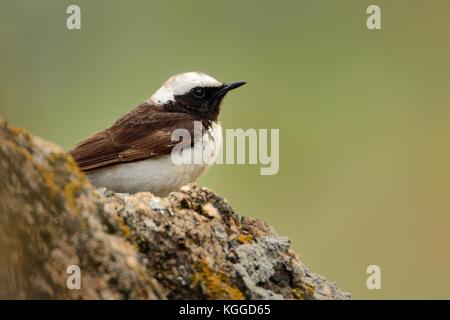 Oenanthe pleschanka Pied Steinschmätzer - in Rumänien, Berg, sitzen auf dem Rock Stockfoto