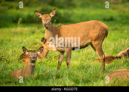 Herbst rot Hirschbrunft. Bildsequenz, die Szenen um männlichen Hirsch und Frau Hind ist mit Jungen in Ruhe und kämpfte während der jährlichen Herbst Furche. Stockfoto