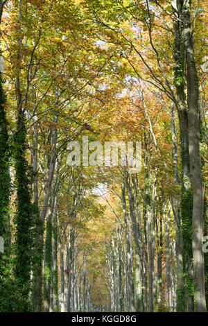 Fagus sylvatica. Allee der Herbst der Buche entlang der Höhenweg, Ashbury, Oxfordshire, England. Stockfoto