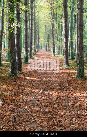 Fagus sylvatica. Allee der Herbst von Kiefer und Buche Bäume entlang dem Höhenweg, Ashbury, Oxfordshire, England. Stockfoto