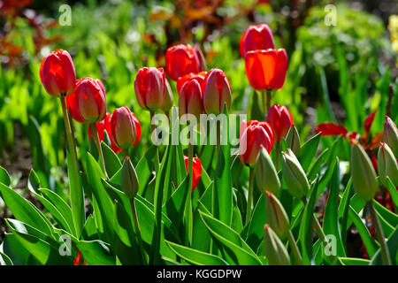 Helle Frühling Tulpen auf einer Blume, in einem Park. Stockfoto