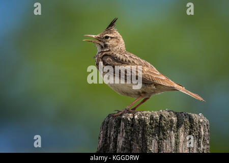 Crested Lark (Galerida cristata) auf eine Beteiligung mit grünen und blauen Hintergrund thront. Stockfoto