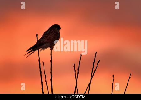 Eurasischen Turmfalken (Falco tinnunculus) sitzen auf dem Baum vor dem Sonnenuntergang. Sonnenuntergang im Hintergrund. Rot und Orange Wolken. Stockfoto