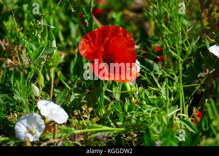 Leuchtend rote Mohnblumen auf einem Hintergrund von grünem Gras. Stockfoto