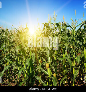 Reif Maisstengel auf dem Feld. Sonnenaufgang am Horizont. Stockfoto
