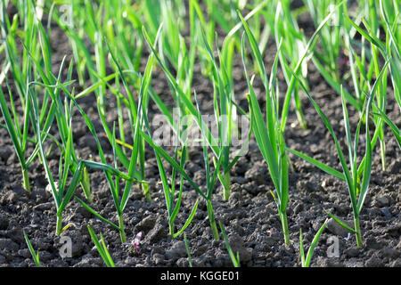 Sprossen von junger Knoblauch auf dem Bett in das Feld Stockfoto