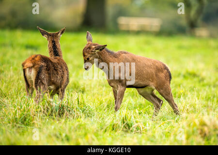 Herbst rot Hirschbrunft. Bildsequenz, die Szenen um männlichen Hirsch und Frau Hind ist mit Jungen in Ruhe und kämpfte während der jährlichen Herbst Furche. Stockfoto