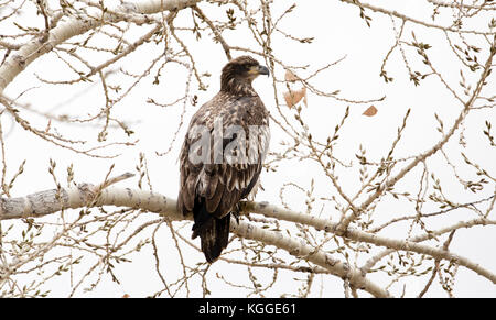 Unreife Weißkopfseeadler (Haliaeetus leucocephalus) Sitzen in einer Pappel Baum im Winter Stockfoto