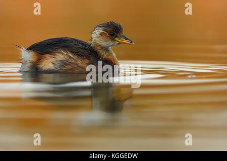 - Zwergtaucher Tachybaptus ruficollis schwimmen auf dem Wasser Stockfoto