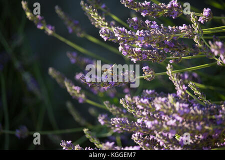 Biene auf Lavendelblüten Stockfoto