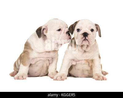 Zwei süße braune und weiße englische Bulldogge Welpen Hunde sitzen zusammen an der Kamera einen Blick auf die anderen Welpen wie Flüstern in der e suchen Stockfoto