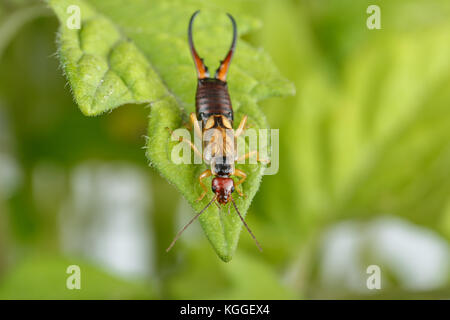 Earwig über einem Blatt der Tomatenpflanze. Wunderschöne goldene und rötliche männlichen Exemplar des Forficula auricularia Stockfoto