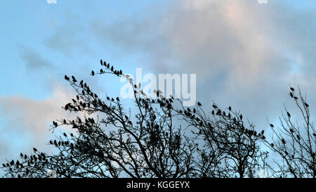 Staren versammeln sich auf Baum ist ein Winter in der Nähe von Hay-on-Wye, Powys, Wales, Großbritannien Stockfoto