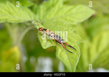 Erwachsene männliche earwig Orchard, über eine Tomatenpflanze Blatt. Forficula auricularia ist ein bekannter Schädling in der Landwirtschaft Stockfoto