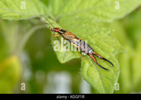 Earwig leckt seine Linke Antenne. Wunderschöne goldene und rötliche männlichen Exemplar des Forficula auricularia über einem Blatt der Tomatenpflanze Stockfoto