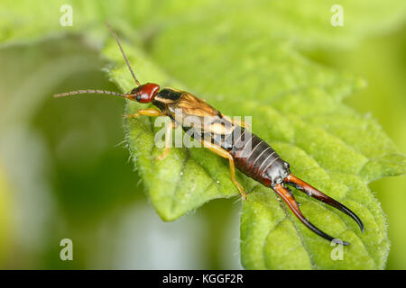 In der Nähe von Europäischen earwig über ein Blatt. Sehr detaillierte Makrofotografie der männlichen Exemplar des Forficula auricularia in Tomatenpflanzen im Orchard Stockfoto