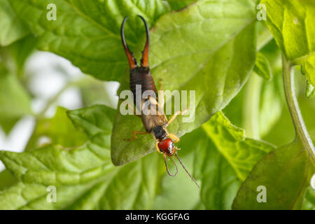 Wunderschöne goldene und rötliche earwig über grüne Blätter. Männliche Exemplar des Forficula auricularia in Tomatenpflanzen im Orchard Stockfoto