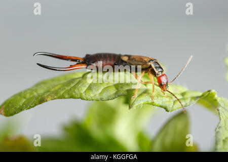 Rötlich-goldenen Insekt über ein Blatt. Makro-ansicht der männlichen earwig, Forficula auricularia, in Tomaten Pflanzen. Auf grauem Hintergrund Stockfoto