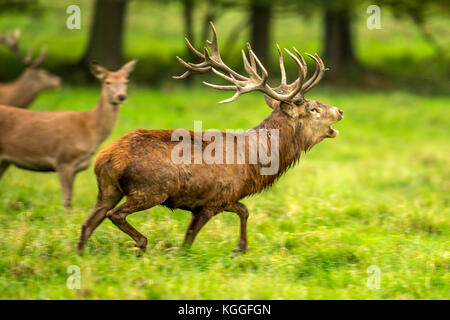 Herbst rot Hirschbrunft. Bildsequenz, die Szenen um männlichen Hirsch und Frau Hind ist mit Jungen in Ruhe und kämpfte während der jährlichen Herbst Furche. Stockfoto